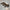 River Otter Puppet
