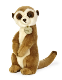 Meerkat