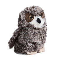 Shrill Saw-Whet Owl
