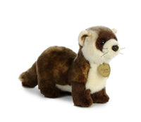 Black Footed Ferret
