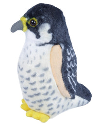 Peregrine Falcon