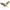 Flying Squirrel Puppet