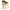 Jack Russell Terrier Puppet