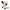 Hilda Himalayan Cat