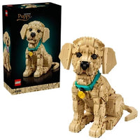 11384: Golden Retriever Puppy
