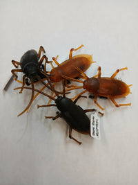Racing Roaches
