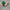 Audubon Birds: Mallard
