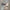 Audubon Birds: Dark-Eyed Junco