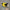 Audubon Birds: American Goldfinch