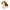 Balthezar Beagle