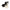 Chase Border Collie
