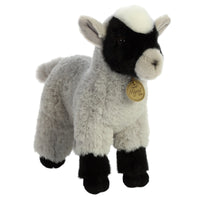Goat Kid