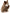 Einstein Great Horned Owl