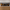 Big Cats- panoramic puzzle